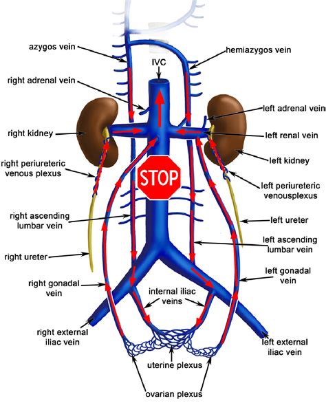 Inferior Vena Cava