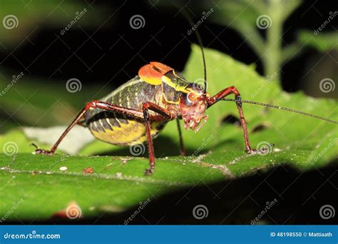 Colorful Cricket On A Leaf Stock Photo Image Of Side 48198550