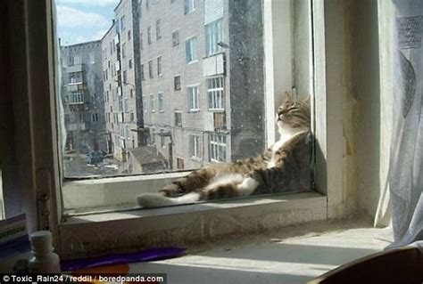 Boredpands Photos Prove How Much Cats Love The Sunshine Daily Mail Online