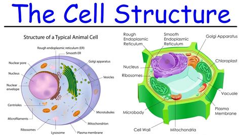 Biology Intro To Cell Structure Quick Review Youtube