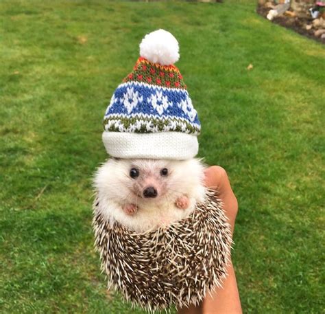 This Hedgehog Day Treat Yourself With 15 Pictures Of Hedgehogs With Hats