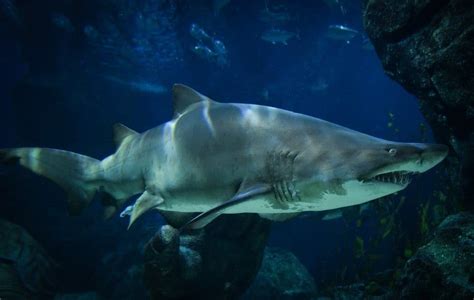 Shark Fish Facts Az Animals
