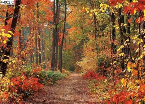 Autumn Graphics Picture Autumn Forest Wall Mural