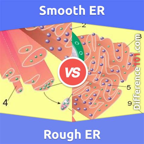 Smooth Vs Rough Endoplasmic Reticulum Whats The Difference Between