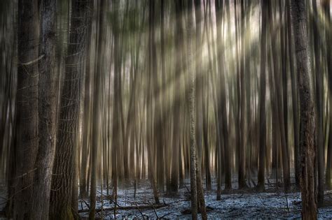 Forest Glow Photograph By Gary Smith Fine Art America