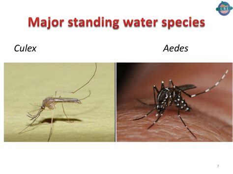 Difference Between Major Mosquito Species Anophele Culex And Aedes