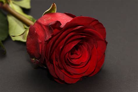 Romantic Love Rose Flower Images Best Flower Site