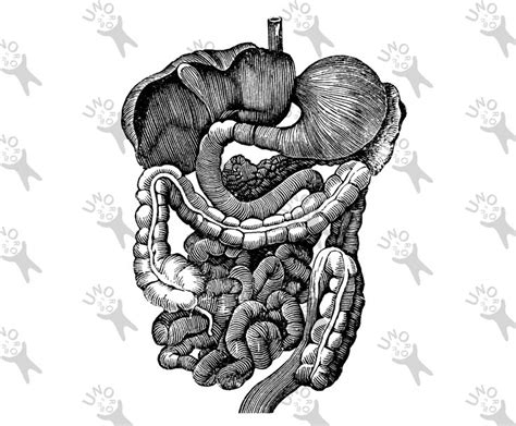 Antigua imagen sistema digestivo anatomía humana Retro dibujo Etsy