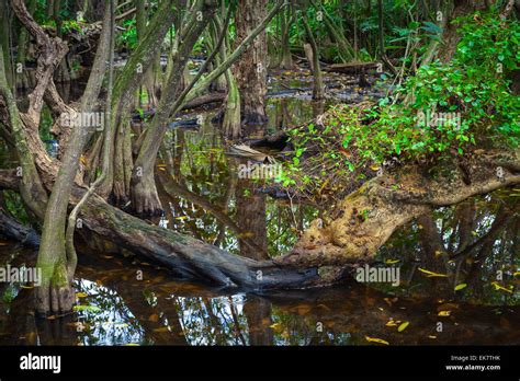 Wild Tropical Forest Landscape With Mangrove Trees And Plants Growing