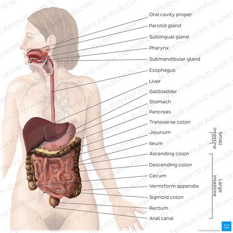 Ronzio Sputare Distruggere Human Body Organs Partenza Intermedio Obiettato