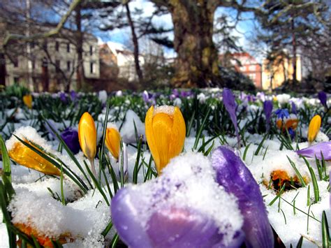 Die herbstzeitlose ähnelt dem krokus und wird auch gerne mal mit dem eßbaren bärlauch verwechselt. Naturwunder ...: Frühblüher - Krokusse