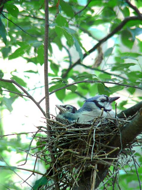 Interesting Facts About Blue Jays The Facts Vault