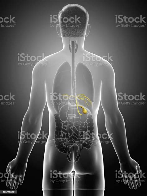 3d Rendered Medically Accurate Illustration Of Male Organs Gallbladder