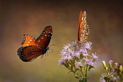 50 Breathtaking Photographs Of Butterflies 500px