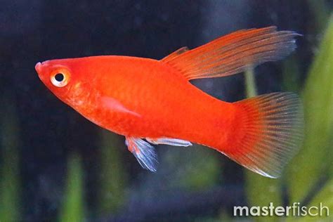 Platy Hi Fin Rot Masterfisch