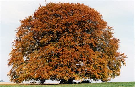 Free Photo Bavaria Beech Beech Tree Large Free Image On Pixabay