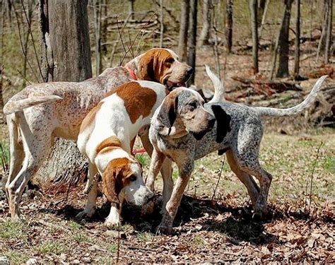 American English Coonhound Redtick Coonhound Info Pictures