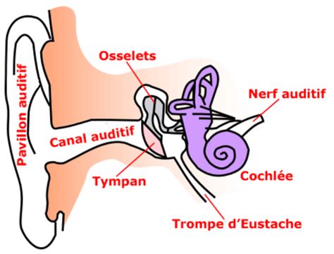 Fileanatomie Oreille Frsvg Wikimedia Commons