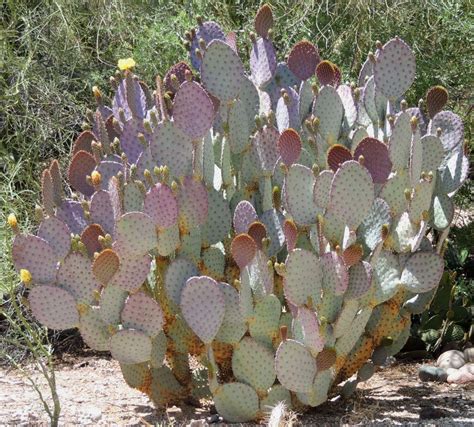 Even young plants are not your ordinary cactus. Opuntia santa-rita | Cacti and succulents, Succulents, Cactus