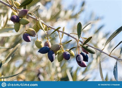 Kalamata Olive Tree Branch With Ripe Kalamata Olives And Blurred