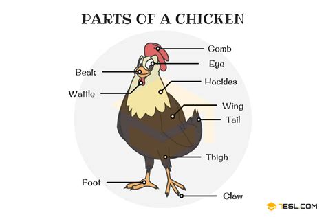 Partes De Un Pollo Anatomía útil Del Pollo Con Imágenes 7esl St