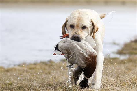 8 Surefire Ways To Ruin A Duck Hunting Dog Outdoorhub