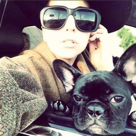 .of lady gaga's two french bulldogs and shooting of her dog walker ryan fischer in february. Meet Hollywood's top dogs | Lady gaga, Pets, Dog breeds ...