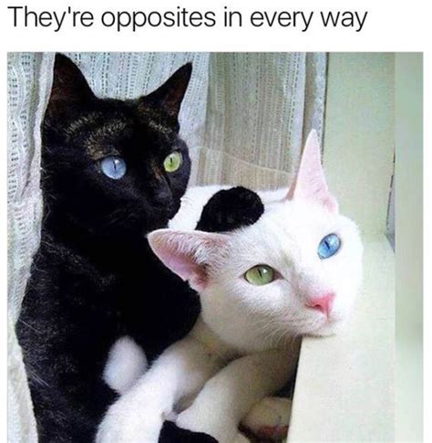 19 White Cat Memes