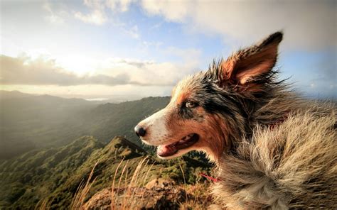 Long Coated Tan Dog Nature Dog Landscape Animals Hd Wallpaper