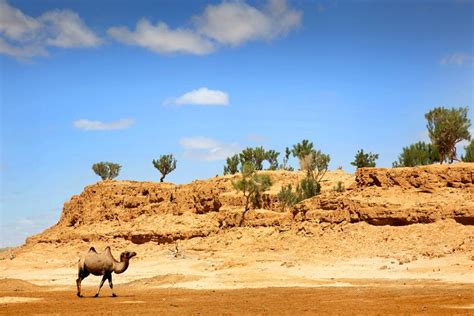Gobi Desert Animals And Plants