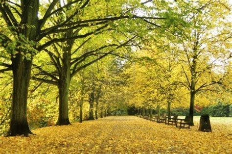 Autumn Beautiful Forest Desktop Wallpaper