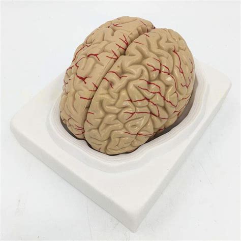 Buy Human Brain Model Anatomically Accurate Brain Model Life Size