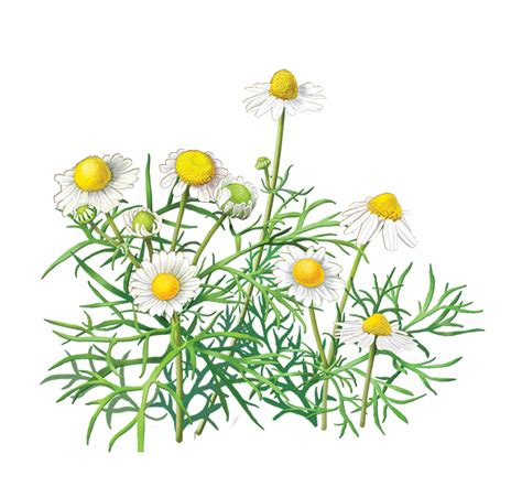 Flower bouquet cut flowers , icon bunga transparent background png clipart. DOWNLOAD BUNGA 57 PNG