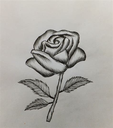 How To Draw A Realistic Rose For Beginners How To Draw Rose By Simple