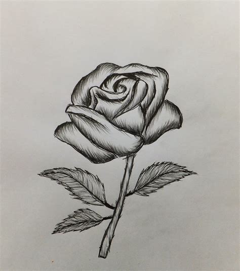 How To Draw A Rose Easy For Beginners