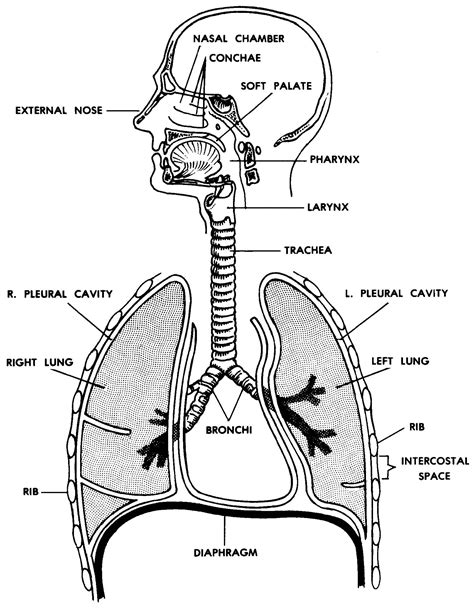 Draw A Labelled Diagram Showing The Human Respiratory System Porn Sex Sexiz Pix