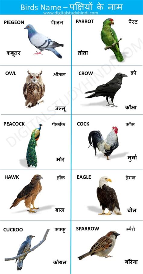 Birds Name In Hindi English पक्षियों के नाम Digitalstudyhindi