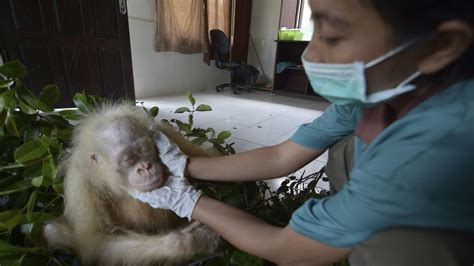 In Video Rare Albino Orangutan Rescued In Borneo Express And Star