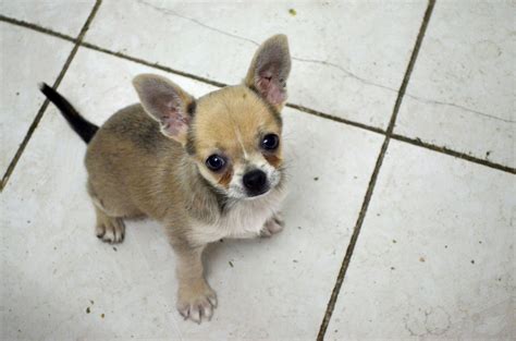 Chihuahua Puppy D Free Stock Photo Public Domain Pictures
