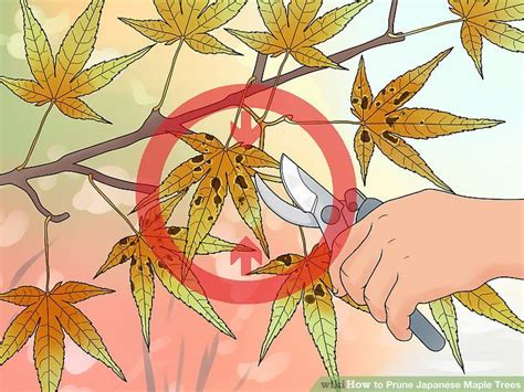 The Best Way To Prune Japanese Maple Trees Wikihow Garden Projects