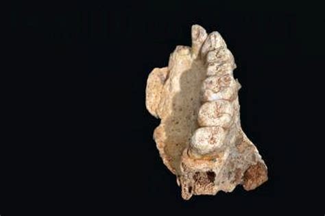Oldest Known Human Fossil Outside Of Africa Found In Israel