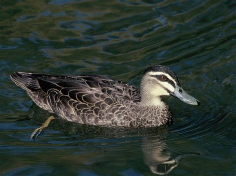 Grey Duck New Zealand Birds Online