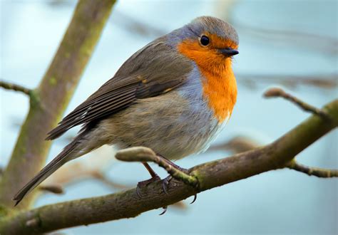 Robin Free Stock Photo Public Domain Pictures