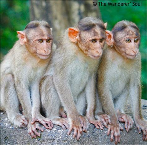 The Three Wise Monkeys Itravel