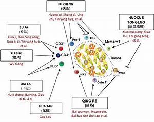 Frontiers - Chinese Herbal Medicine and Its Regulatory Effects on Tumor Related T Cells  Brain Tumor Herbal Medicine