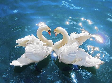 Swan Cygnus Two Swans White Reflection Hd Wallpaper Pxfuel
