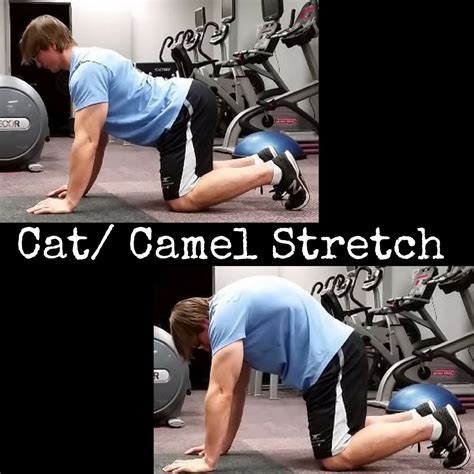 The cat and camel back stretch is a gentle exercise that stretches and strengthens the muscles that stabilize the spine, including the back extensors and know camel pose yoga benefits, its also called ustrasana. Is Your Ribcage Stuck in Place? The Cat/ Camel Exercise ...