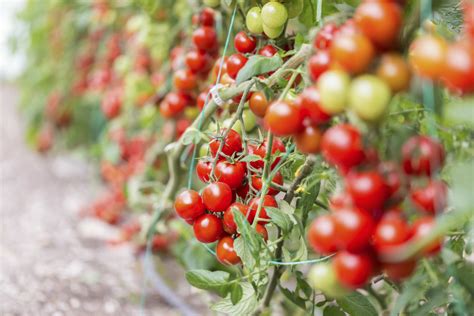 Aprenda A Podar Tomateiros Decoração E Jardins Sapo Lifestyle