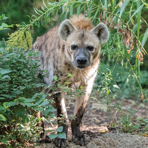 Saint Louis Zoo Spotted Hyena