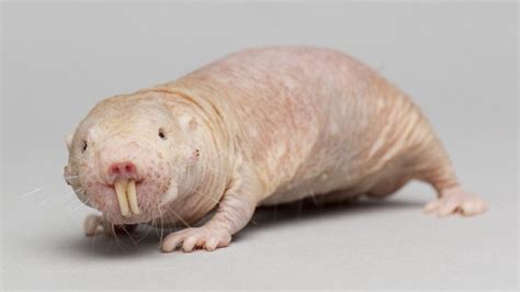 Naked Mole Rat Is Evolutionary Hero Curious Creatures Youtube